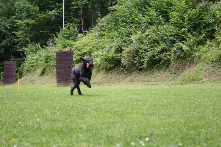 Obedience-Seminar mit Gerlinde Dobler am 06.07.2014