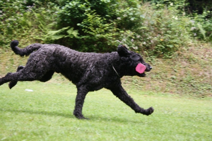 Obedience-Seminar mit Gerlinde Dobler am 06.07.2014
