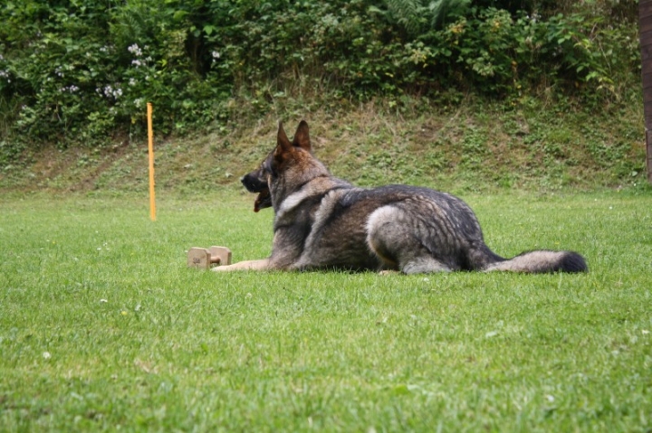 Obedience-Seminar mit Gerlinde Dobler am 06.07.2014