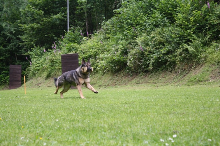 Obedience-Seminar mit Gerlinde Dobler am 06.07.2014