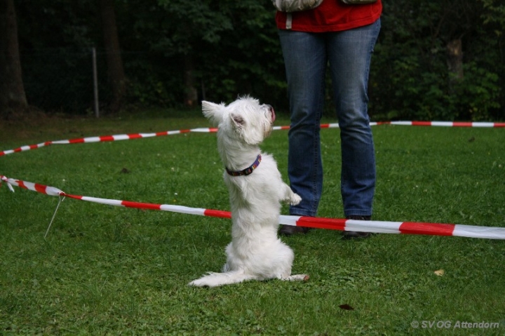 Longieren in der OG Attendorn