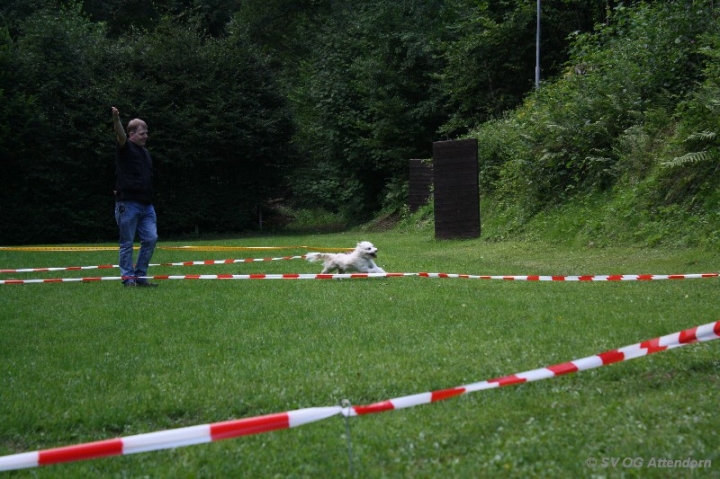 Longieren in der OG Attendorn