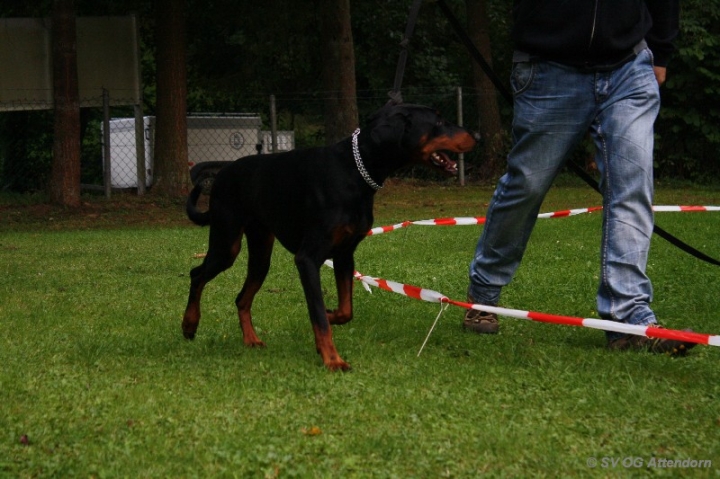Longieren in der OG Attendorn