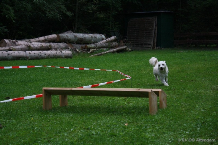 Longieren in der OG Attendorn