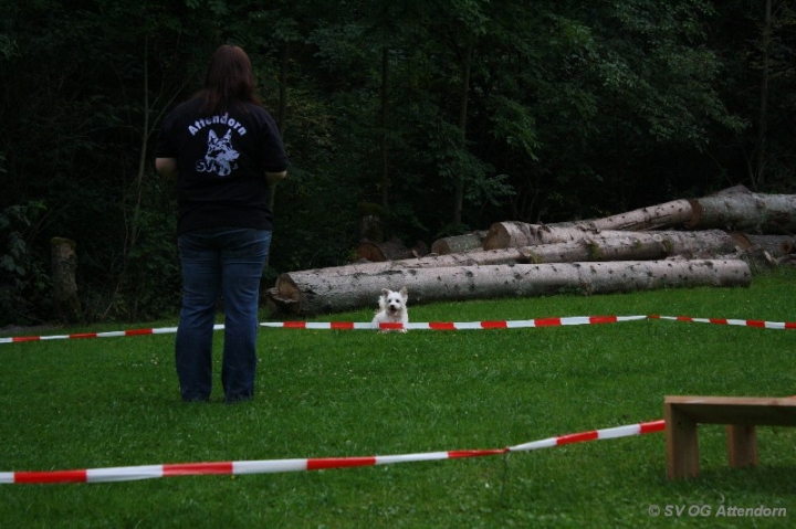 Longieren in der OG Attendorn